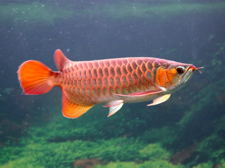 Thú chơi cá rồng nghìn đô