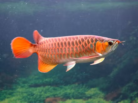 Thú chơi cá rồng nghìn đô