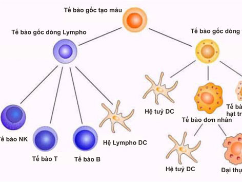 Phương pháp hỗ trợ toàn diện trong điều trị Ung Thư
