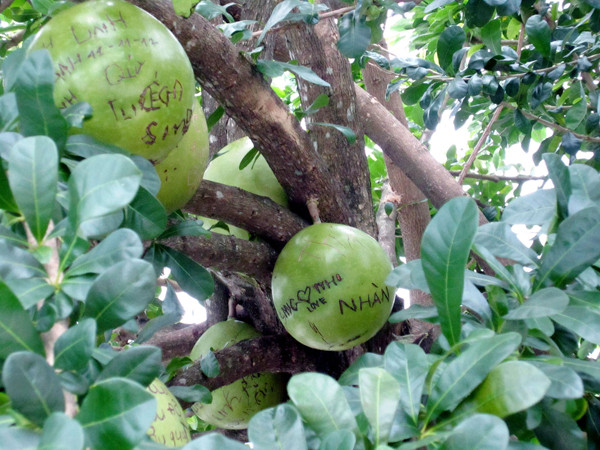 Khắc chữ nham nhở lên đào tiên chùa Linh Ứng