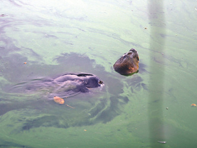 Các nhà khoa học đề nghị đưa Cụ Rùa lên bờ chữa trị Ảnh: Xuân Phú