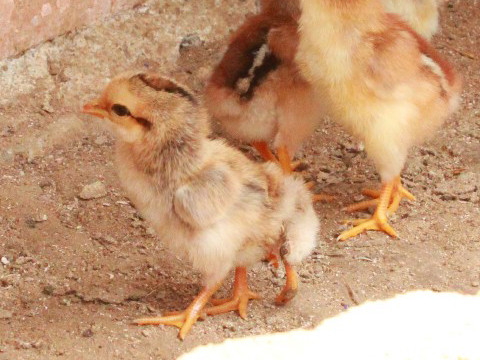 Hiếu kỳ xem gà con mới nở có 4 chân