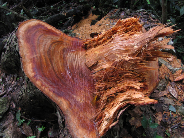 Gỗ nghiến bị chặt phá tại vườn quốc gia Ba Bể. Ảnh: Tuấn Nguyễn