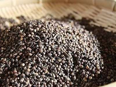 Cây vối - Vị thuốc quý, hỗ trợ trị tiểu đường