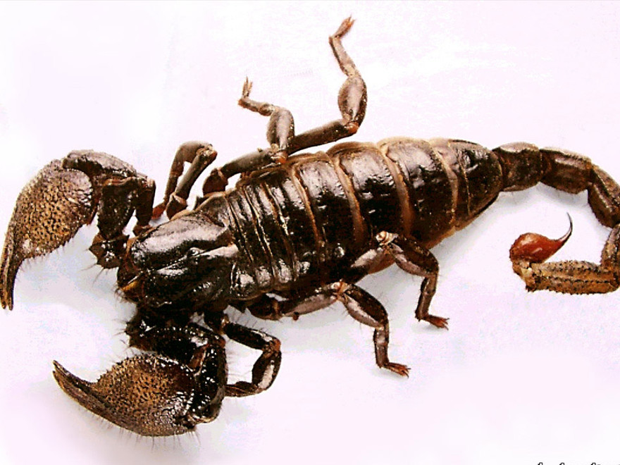 Bọ cạp giải độc