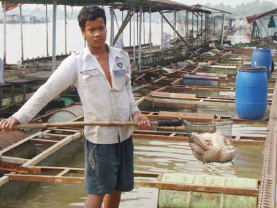 Cá chết tại bè nuôi cá của ông Trần Đức Cần ngày 3-1