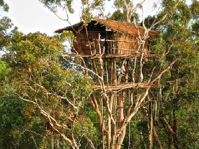 Bộ tộc sống trên cây duy nhất trên trái đất