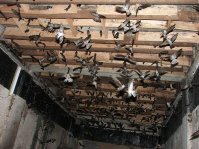 Chim yến và nỗi lo gieo rắc dịch