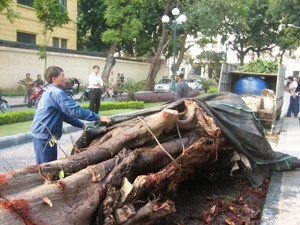 Đưa 'cụ bồ đề' bị đánh cắp về trồng lại tại chợ 19/12