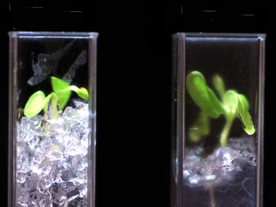 Đất sạch cải tiến cây trồng