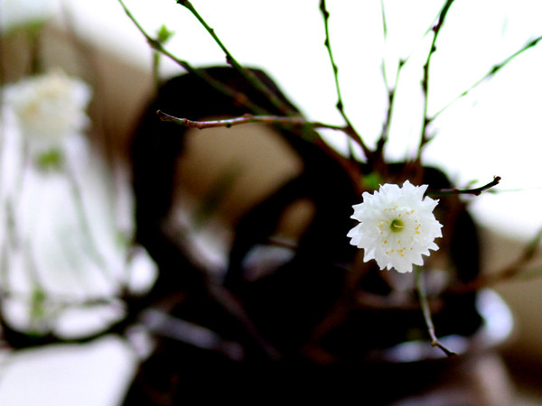 Thanh tân xuân sắc hoa đào, bạch mai