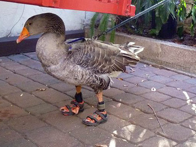 Thiết kế xăng-đan cho... ngỗng