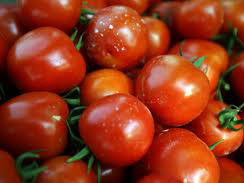 Hàng trăm hộ dân bị đánh tráo giống cà chua