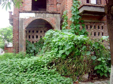 Cỏ dại tấn công biệt thự bạc tỷ