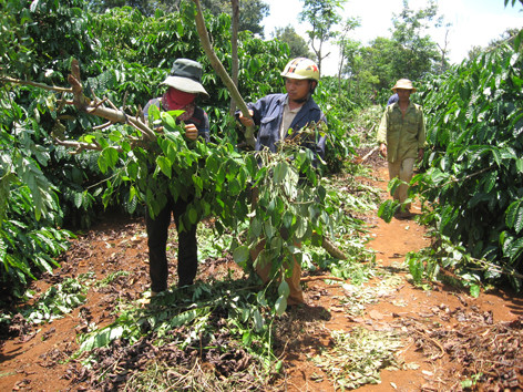 Hành công nhân đủ đường