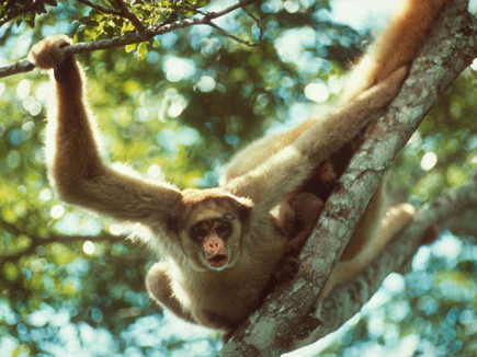 Bắn chết vợ vì nhầm là khỉ