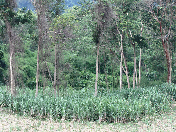 Được mía, mất rừng