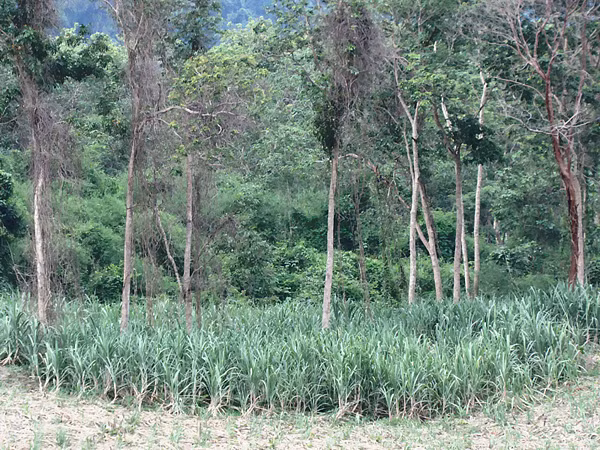 Được mía, mất rừng