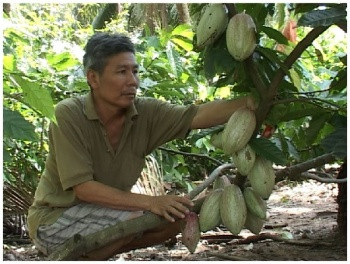 Ca cao sẽ lên ngôi?