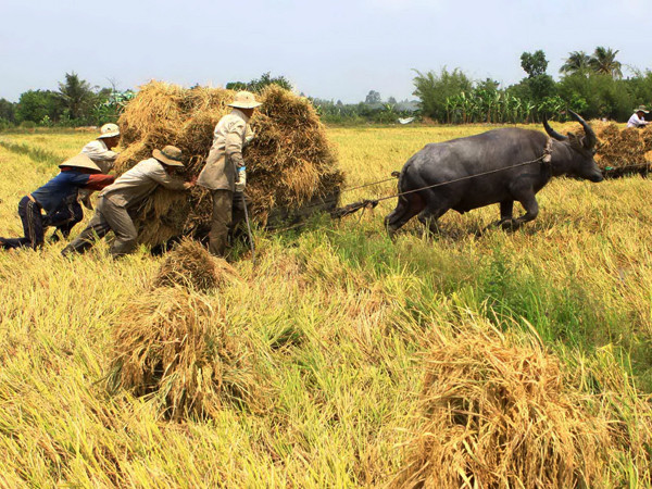 Lao động nông nghiệp thủ công nên nông dân thu nhập còn thấp. Ảnh: Duy Khương