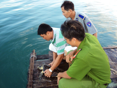 Chủ quán nhậu thả đồi mồi về biển