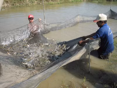 Tràn lan vi phạm về thức ăn bổ sung