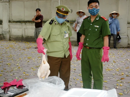Bắt hơn tấn gà tươi sống và nội tạng nhập lậu