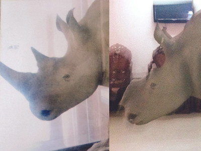 Tê giác tặng ông Trầm Bê giá bao nhiêu?