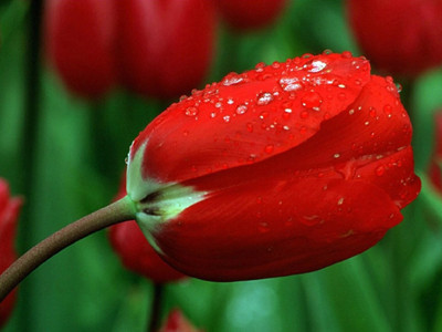 Vũ điệu của mùa xuân