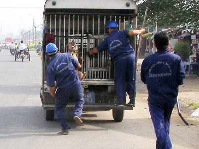 Lực lượng săn bắt chó đang bắt chó dại thả rông trên địa bàn TPHCM Ảnh: L.N