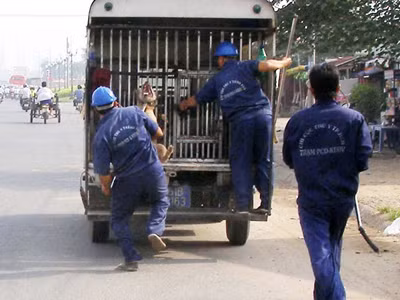 Lực lượng săn bắt chó đang bắt chó dại thả rông trên địa bàn TPHCM Ảnh: L.N