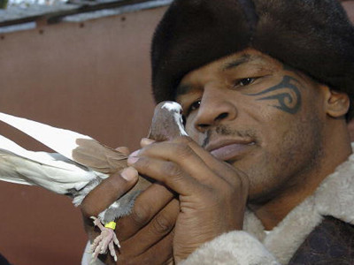 Quả đấm thép và chú bồ câu nhỏ