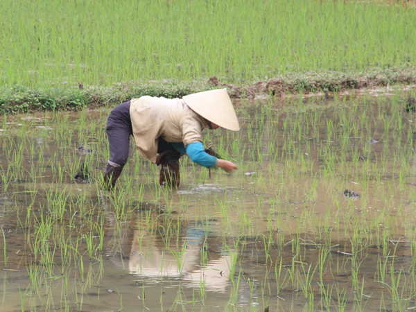 Về nông thôn xem phụ nữ đón 8-3