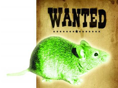 Phóng xạ tạo ra chuột khổng lồ ăn thịt người?