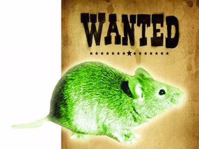 Phóng xạ tạo ra chuột khổng lồ ăn thịt người?