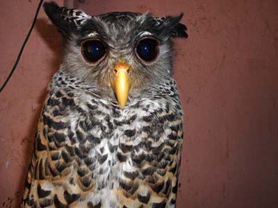 Hoảng vì chim cú 'định cư' luôn trên nóc tủ