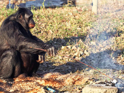 Khỉ nhóm lửa và chế biến thức ăn