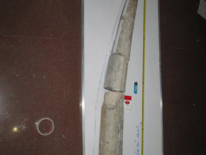 Ngà voi hoá thạch gần 20.000 năm