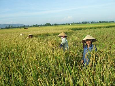 Sản xuất giống lúa lai: Chưa đáp ứng được nhu cầu