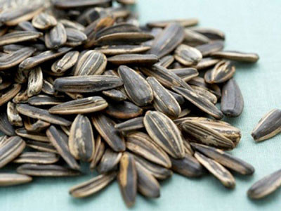 Chưa phát hiện chất gây teo não trong 10 mẫu hướng dương