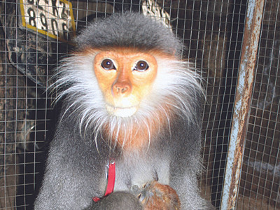 Truy sát linh trưởng: Ăn con sách đỏ, chứng tỏ tay chơi