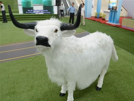 Trâu lùn Trung Quốc chào bán ở Hà Nội