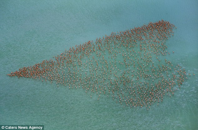 Chiêm ngưỡng ‘tình yêu lớn’ từ đàn chim Hồng hạc