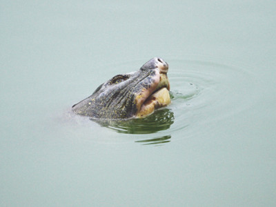 Bệnh của Rùa hồ Gươm không quá nặng Ảnh: Xuân Phú