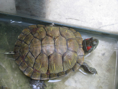 Rùa tai đỏ là sinh vật ngoại lai xâm hại chưa được phép nuôi