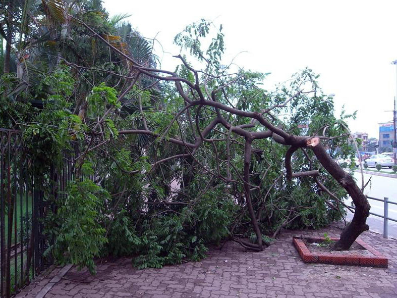 Cơn sốt 'sưa tặc' đang trở lại?