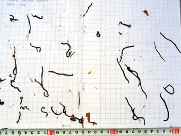 Sự thật về hàng loạt 'sinh vật lạ'