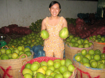 Thương hiệu bưởi Năm Roi Mỹ Hòa đang lo không duy trì được lâu dài