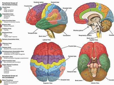 Siêu máy tính 'não người'