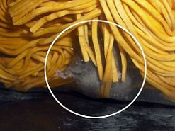 Kinh dị chuột lẫn trong mỳ tại nhà hàng